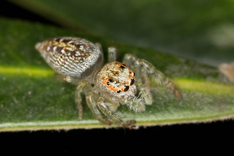Jumping Spider (Opisthoncus mordax) (Opisthoncus mordax)